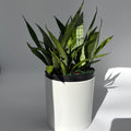 Sansevieria 'Silver Streak'
