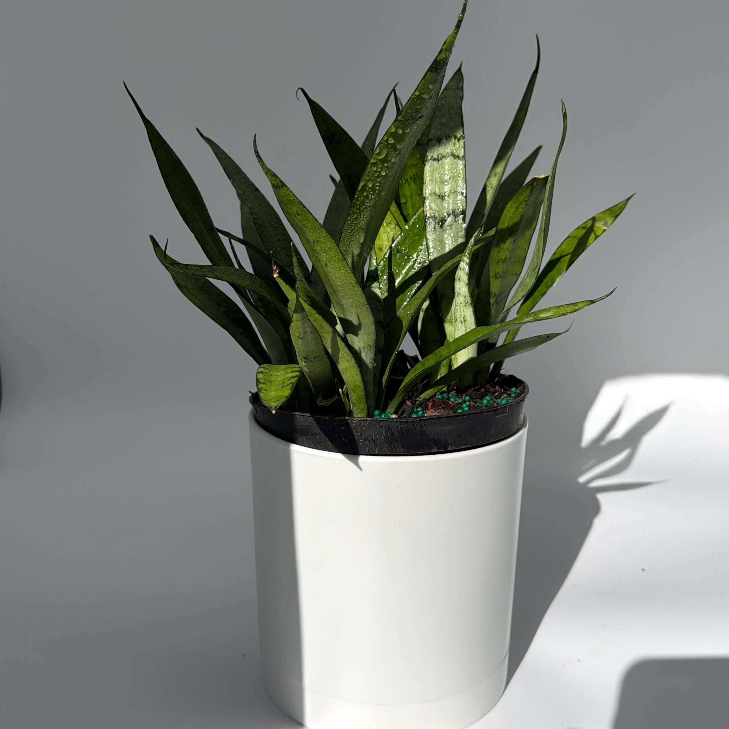 Sansevieria 'Silver Streak'