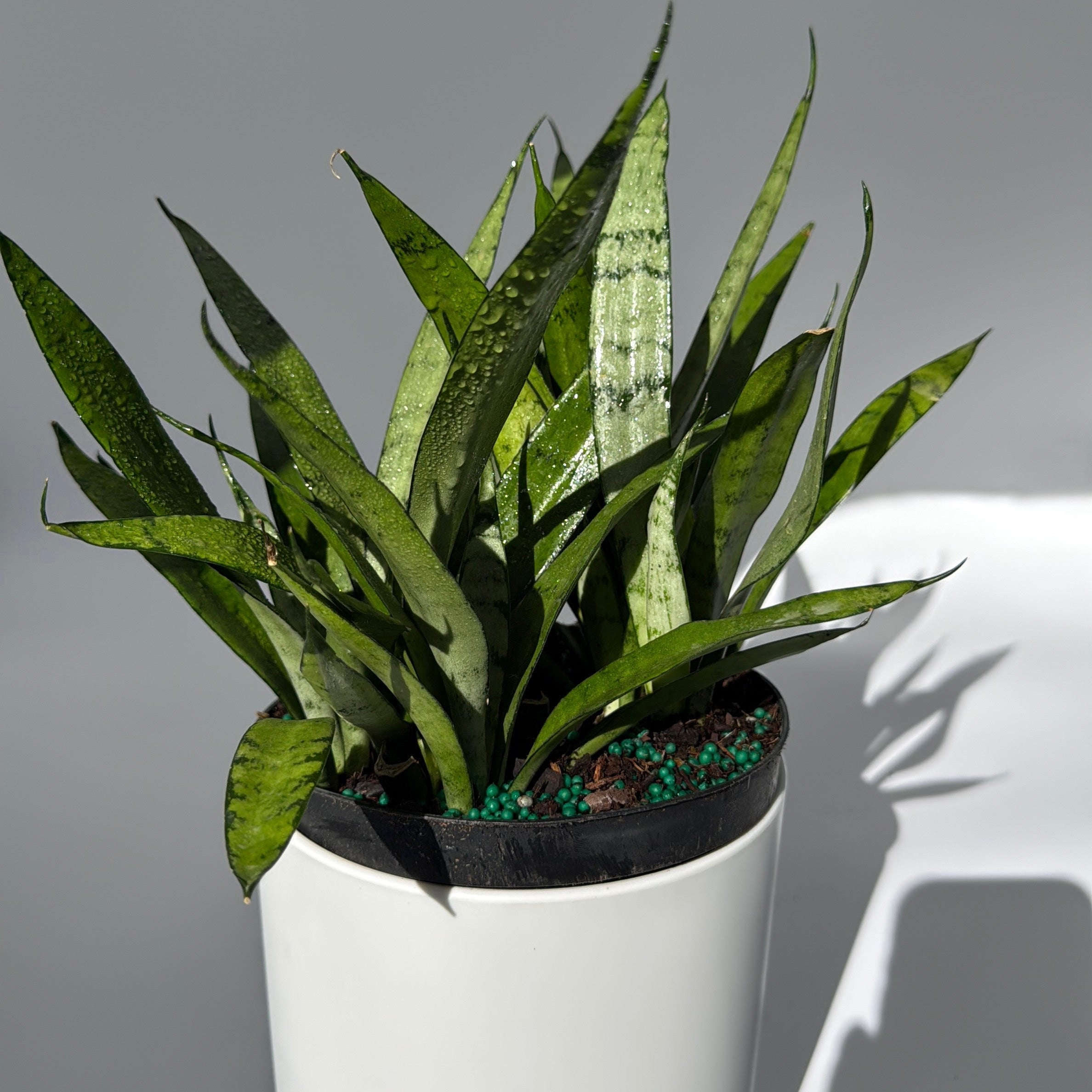Sansevieria 'Silver Streak'