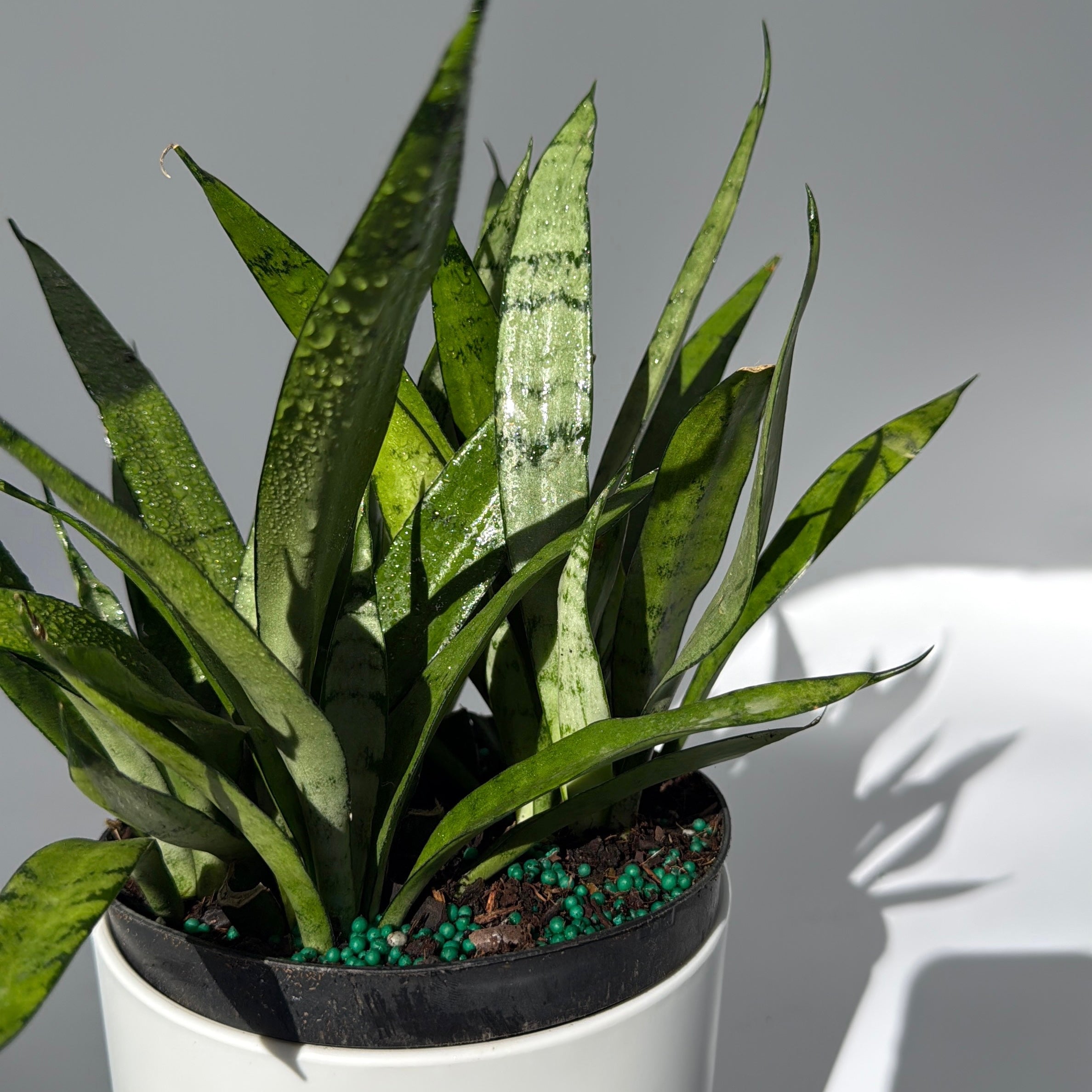 Sansevieria 'Silver Streak'