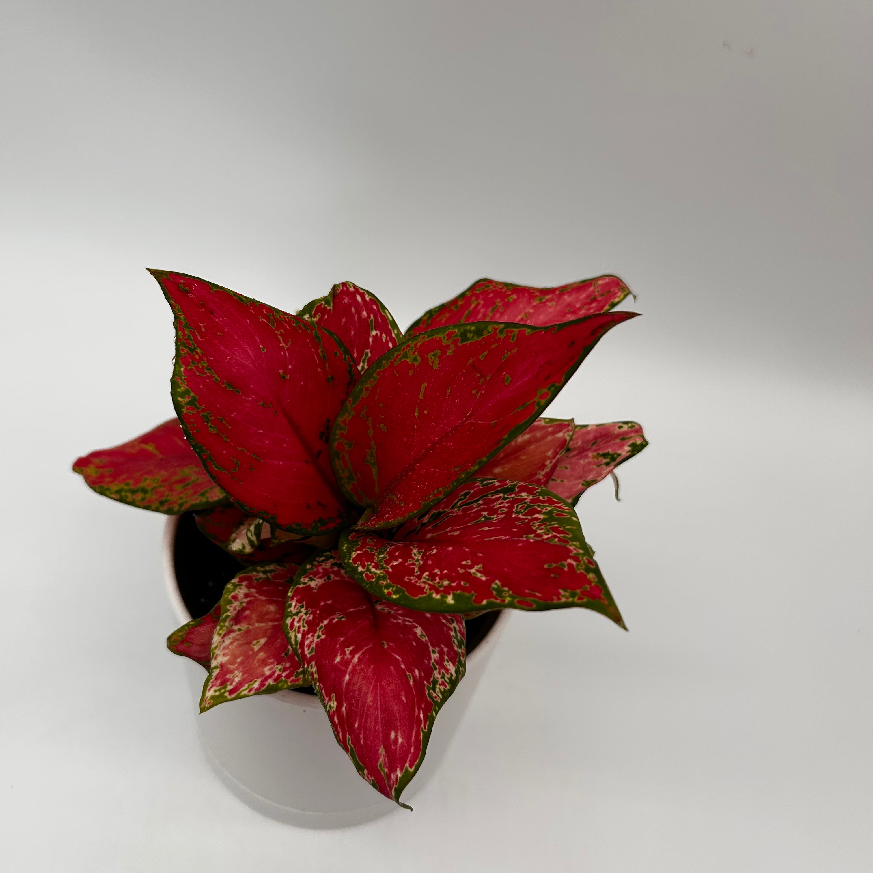 Aglaonema Red Zircone