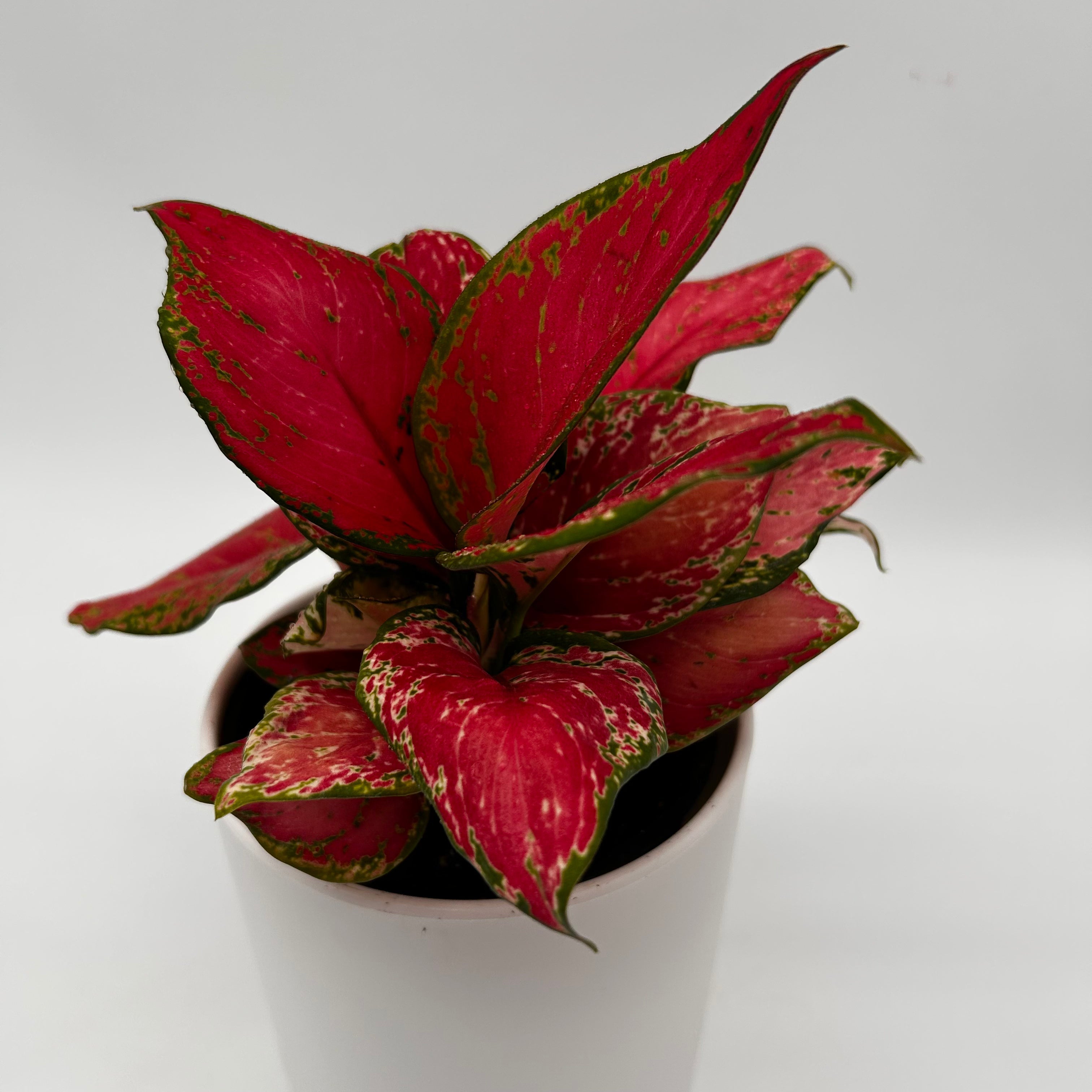 Aglaonema Red Zircone