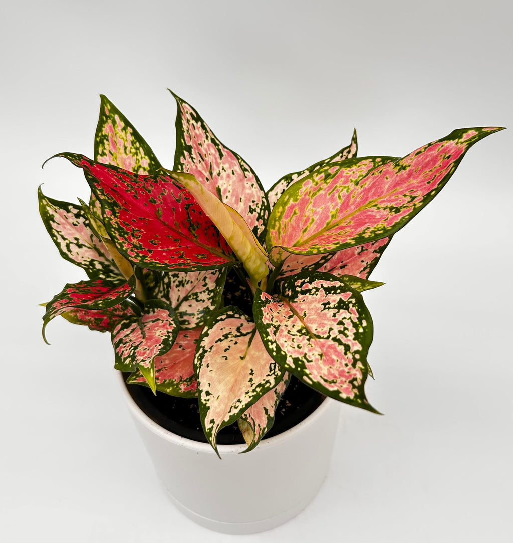 Aglaonema Pink Zircon