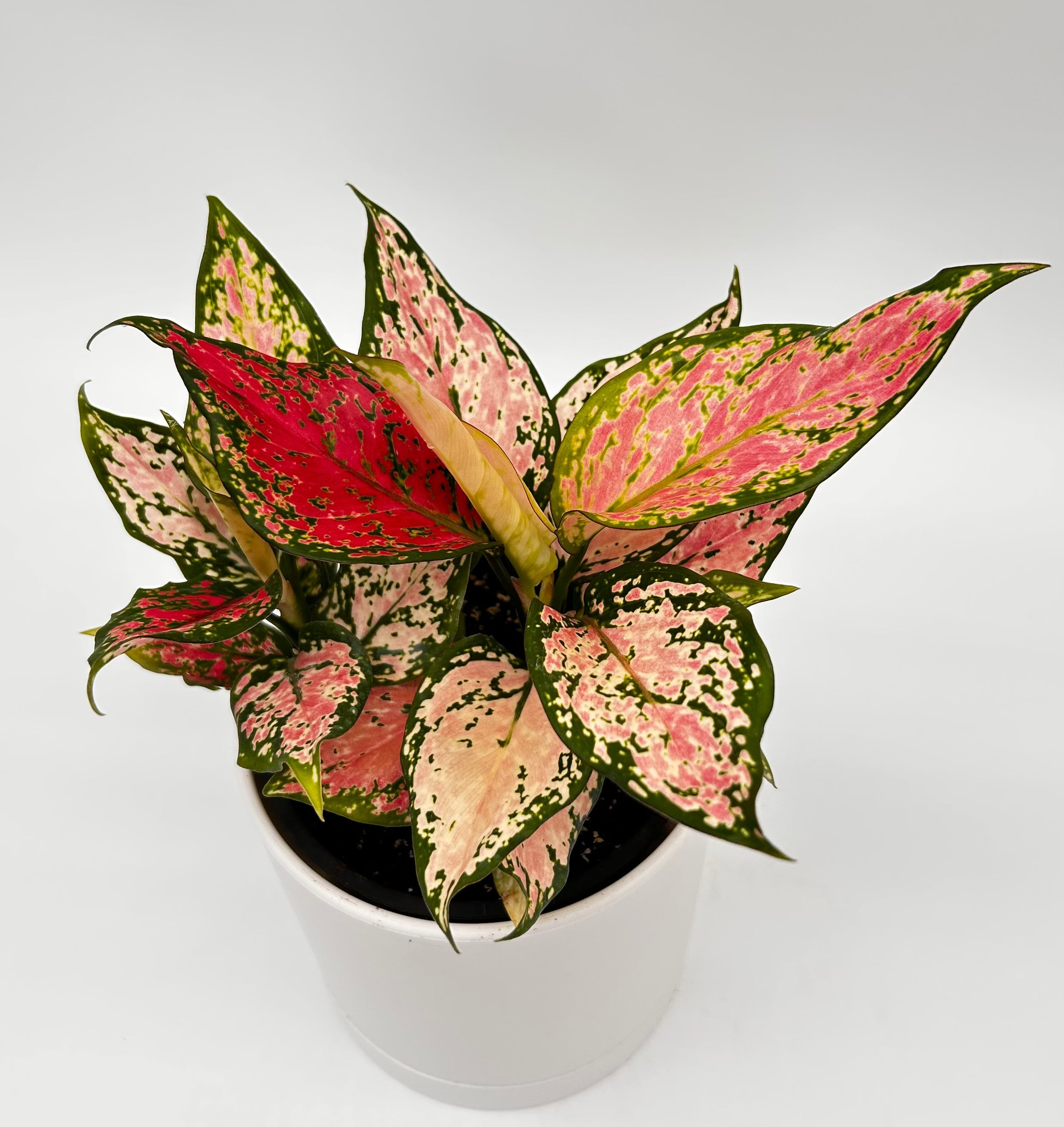 Aglaonema Pink Zircon
