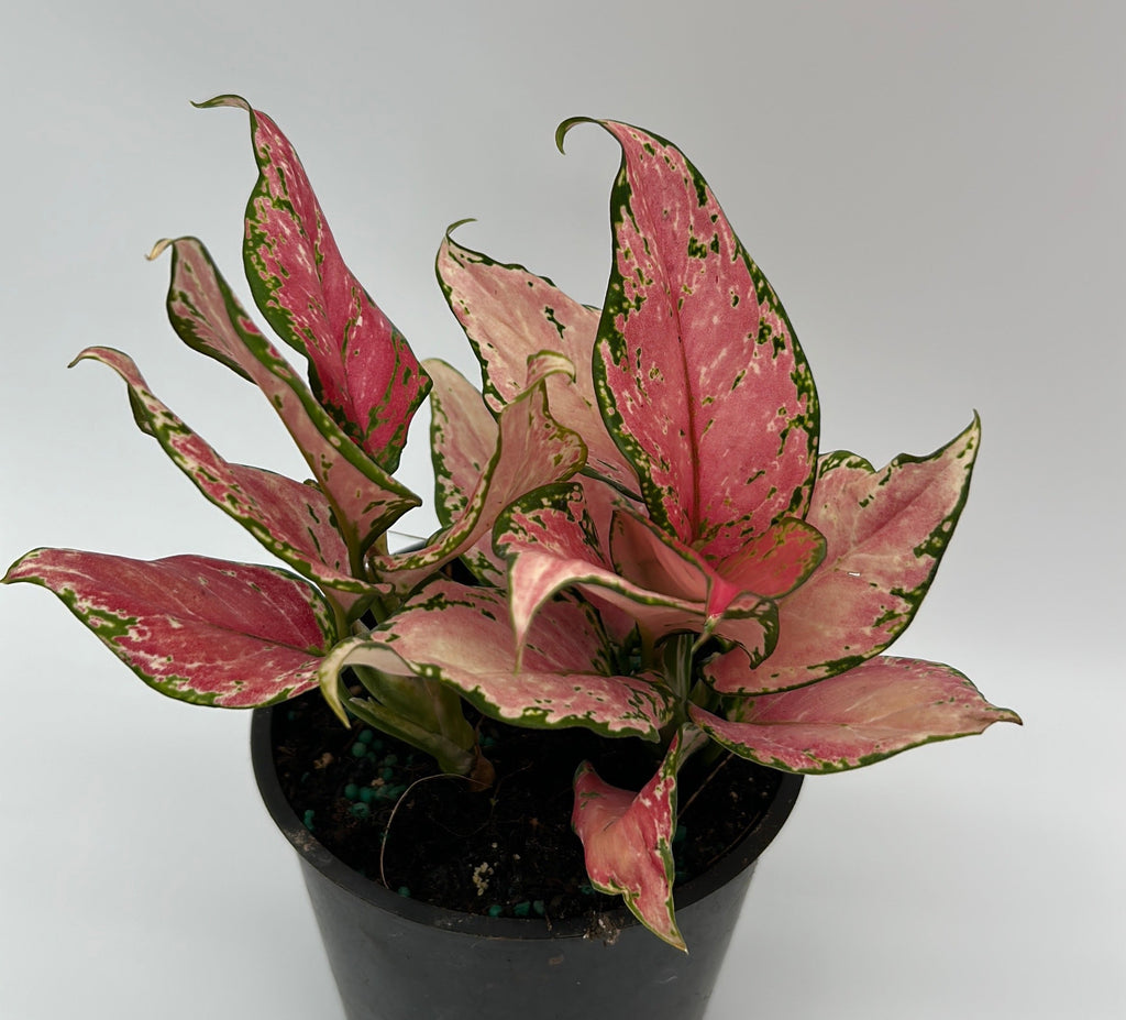 Aglaonema Pink Zircon