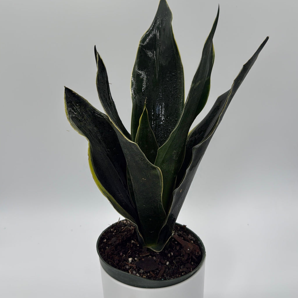 Sansevieria 'Fabi'
