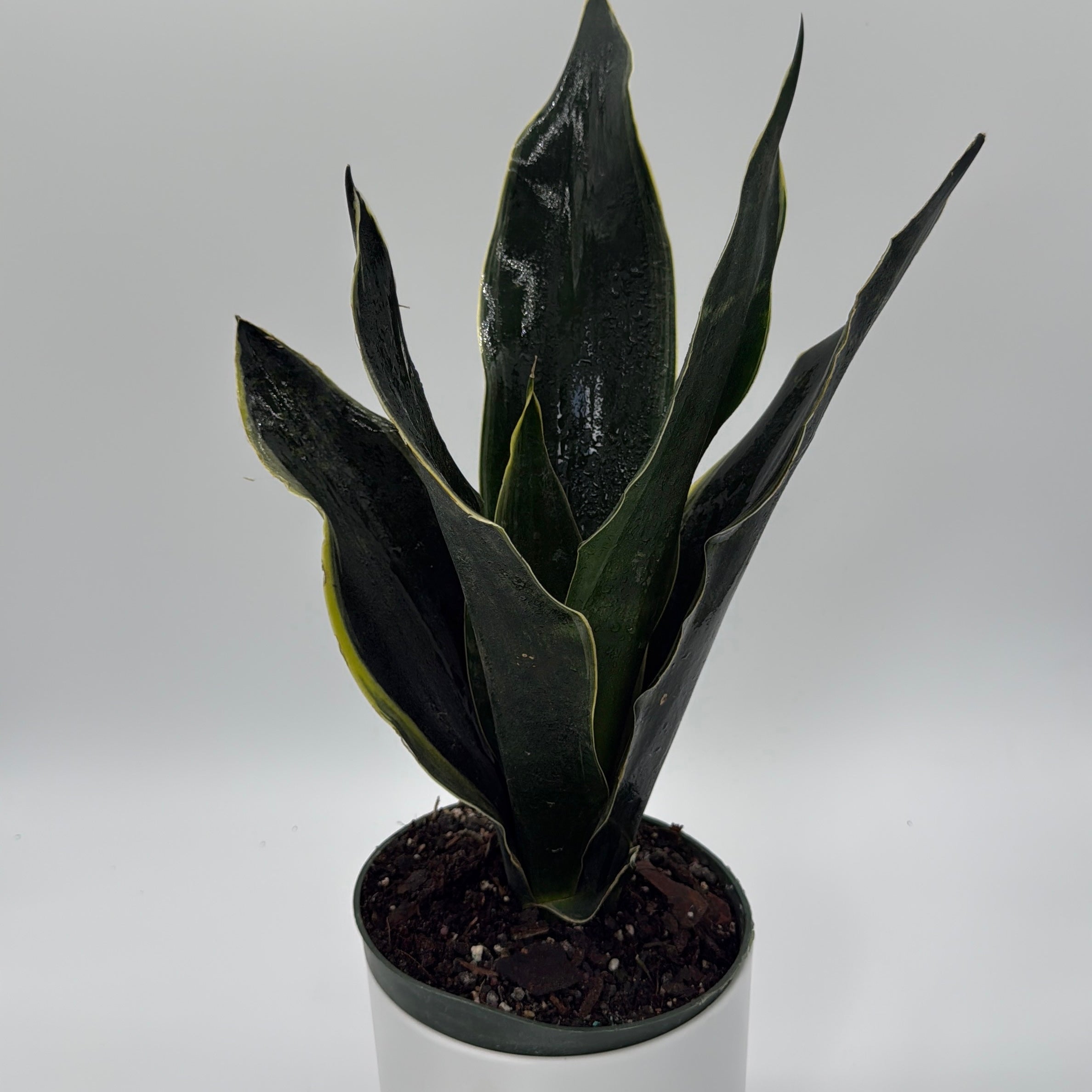 Sansevieria 'Fabi'