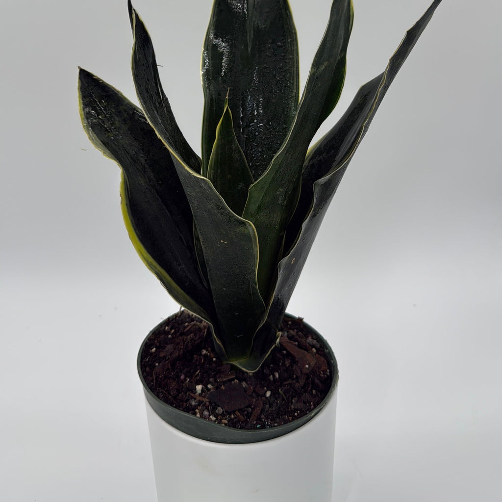 Sansevieria 'Fabi'