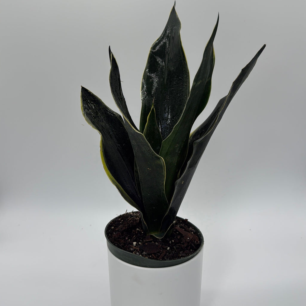 Sansevieria 'Fabi'