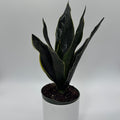 Sansevieria 'Fabi'