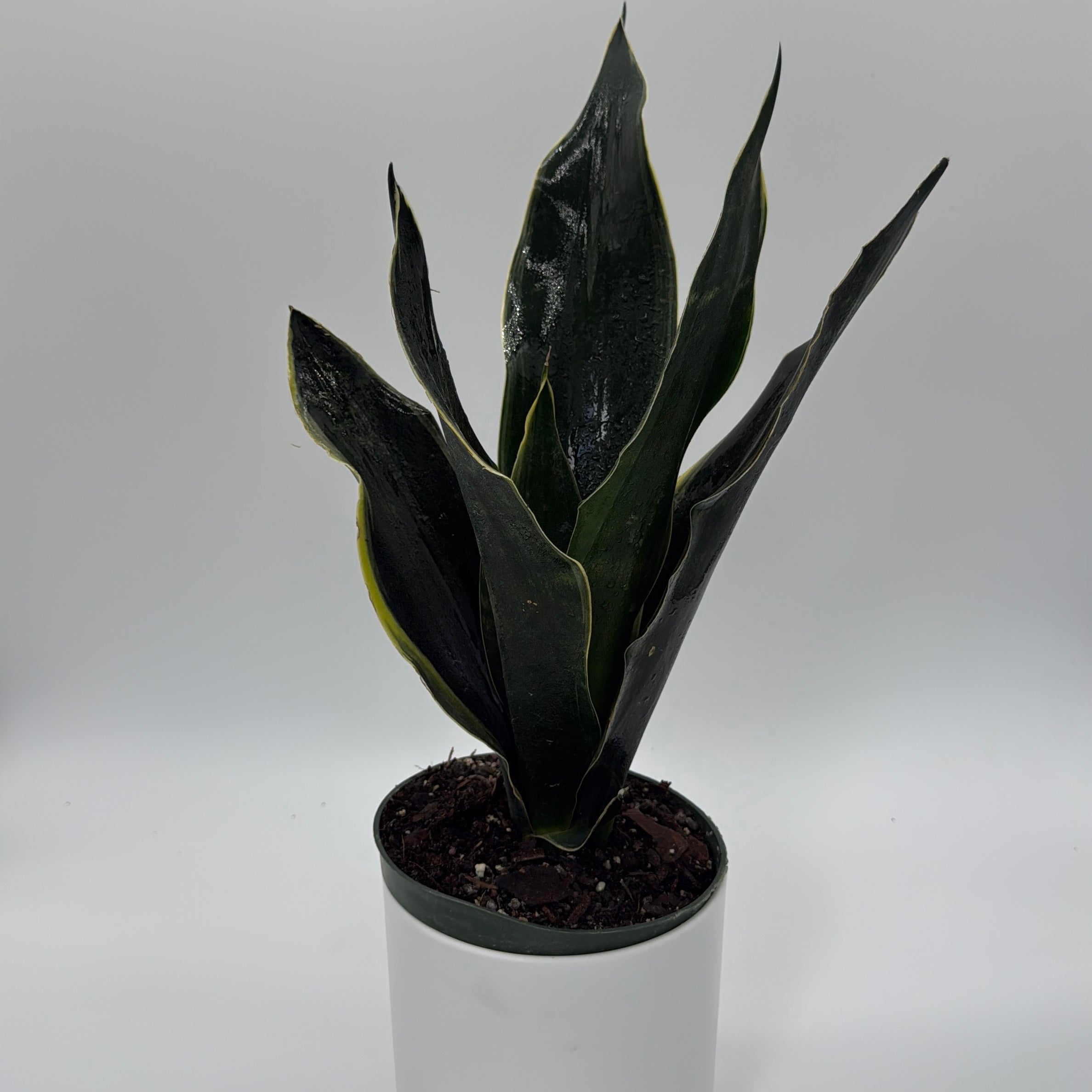 Sansevieria 'Fabi'
