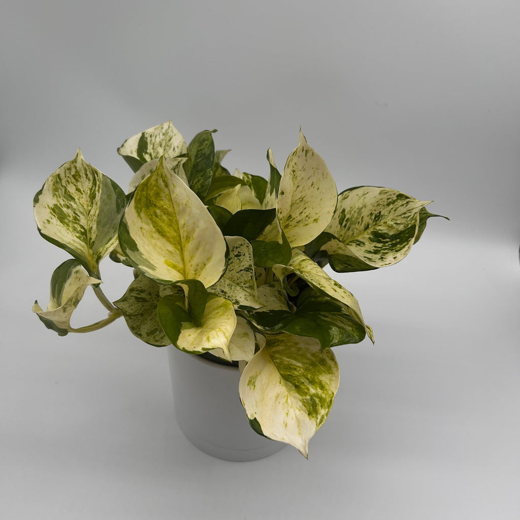 Pothos Manjula