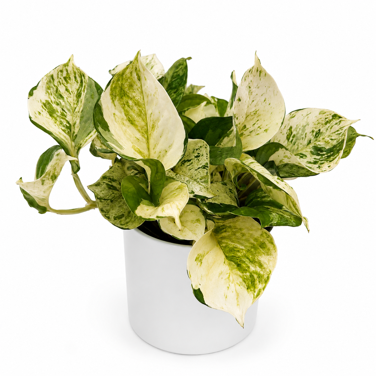 Pothos Manjula