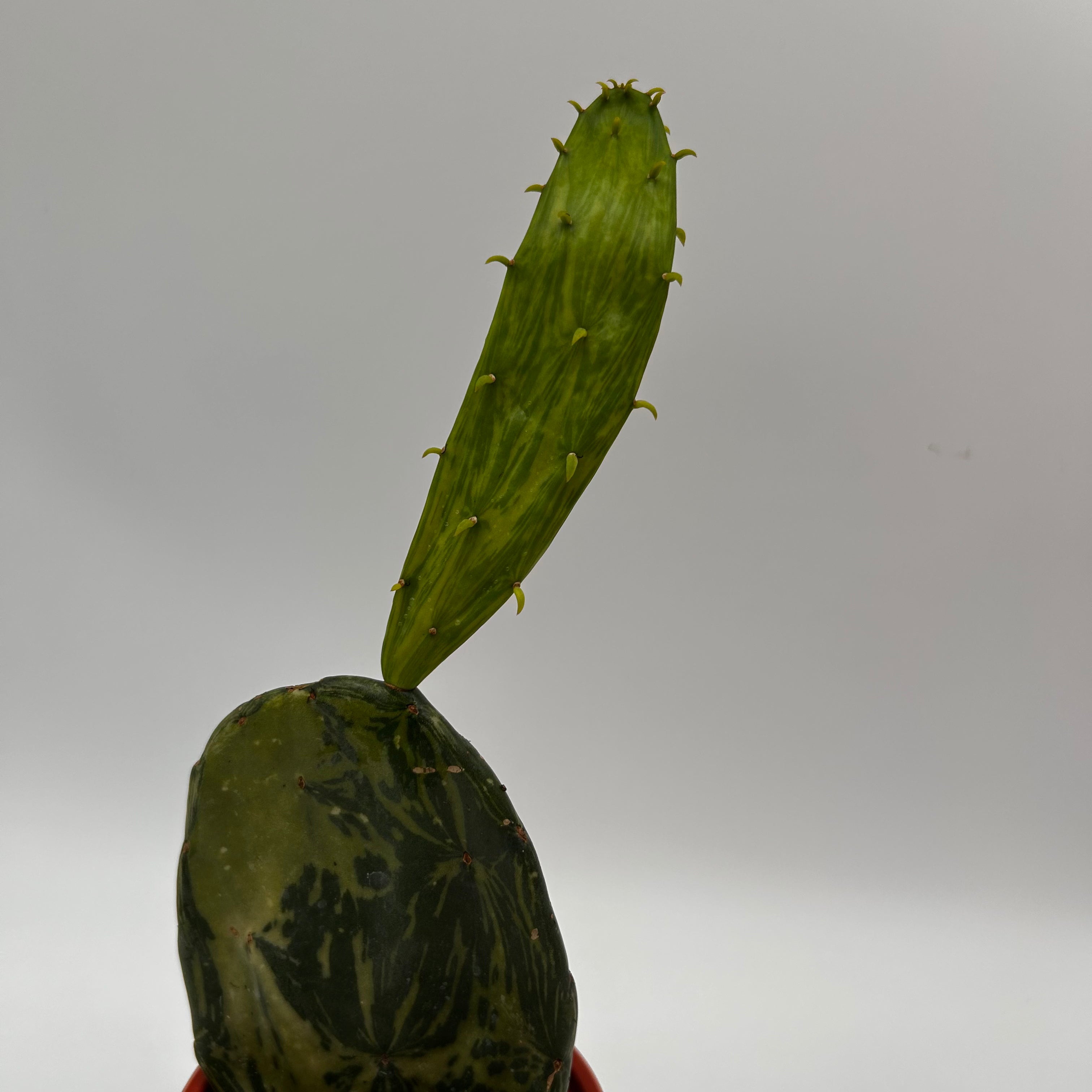 Variegated Opuntia Prickly Pear Cactus