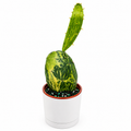 Variegated Opuntia Prickly Pear Cactus