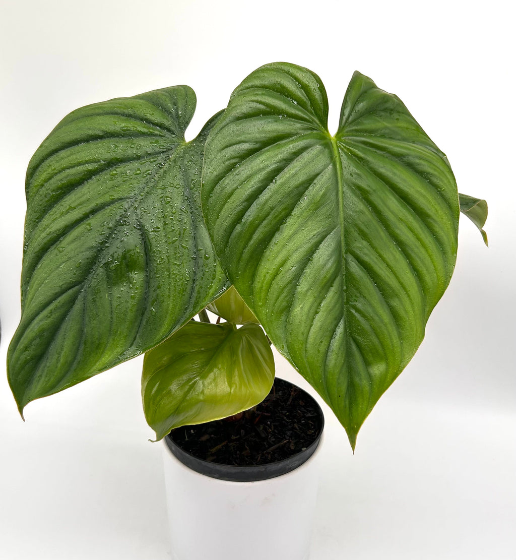 Philodendron Colombia