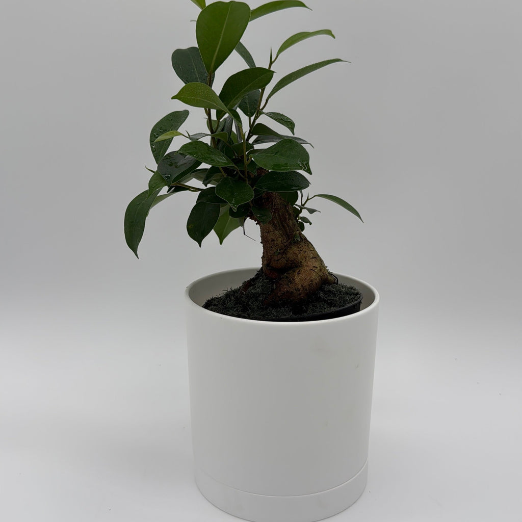 Ficus Ginseng Pre Bonsai