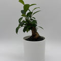 Ficus Ginseng Pre Bonsai