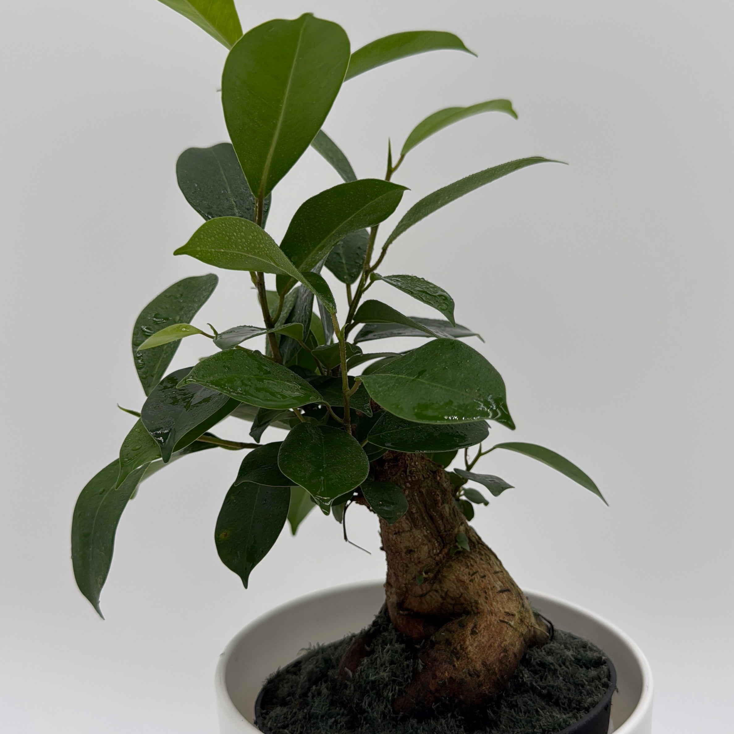 Ficus Ginseng Pre Bonsai