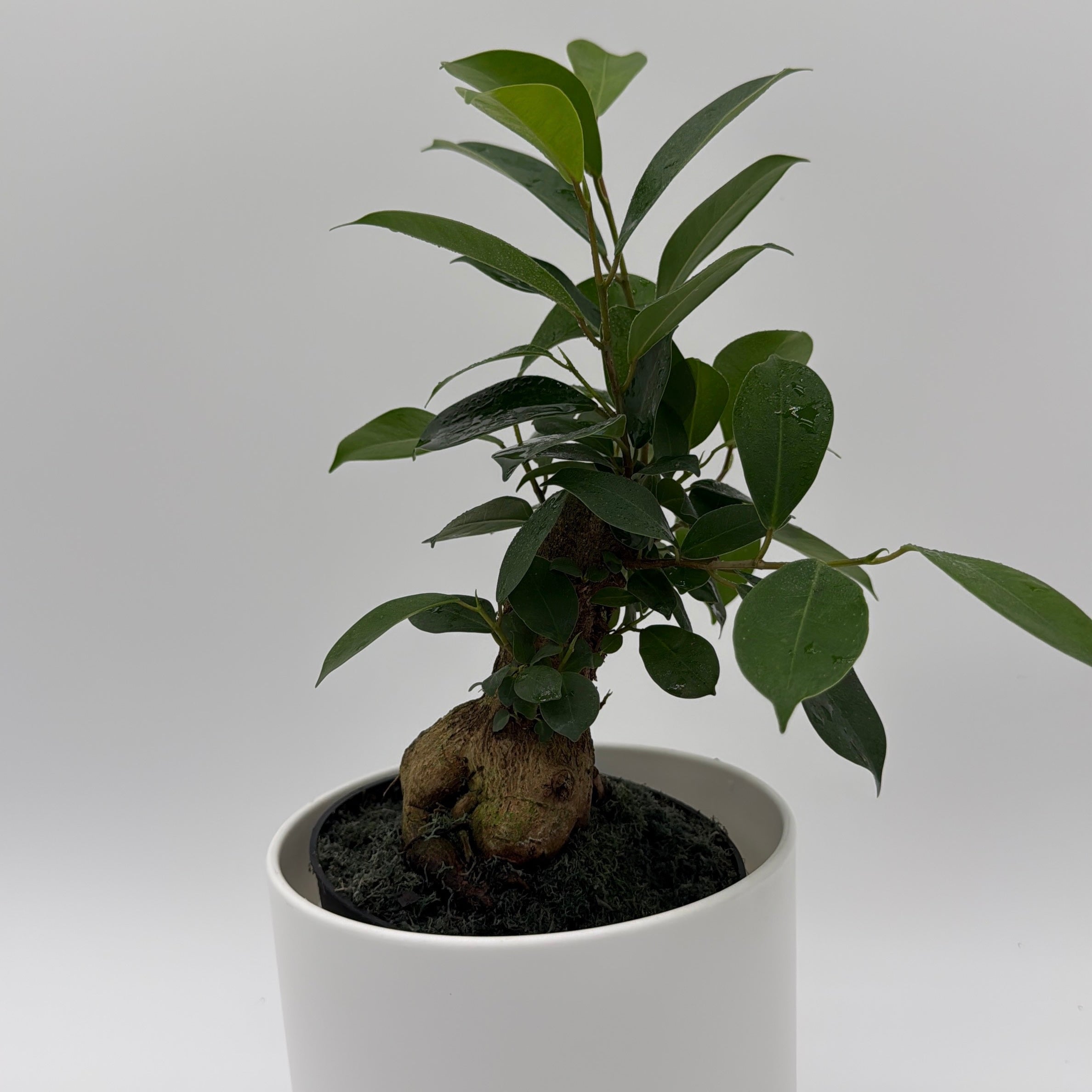 Ficus Ginseng Pre Bonsai