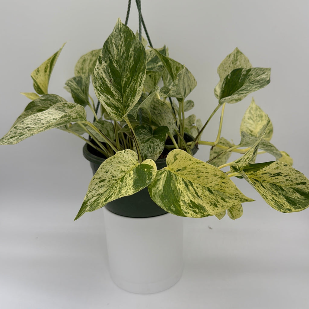Pothos Snow Queen