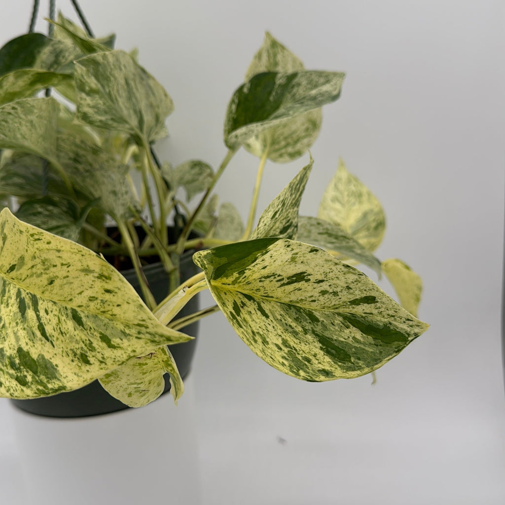 Pothos Snow Queen