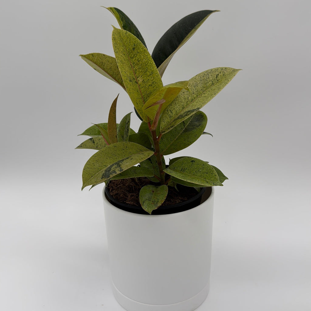 Variegated Zamioculcas 'Chameleon ZZ'