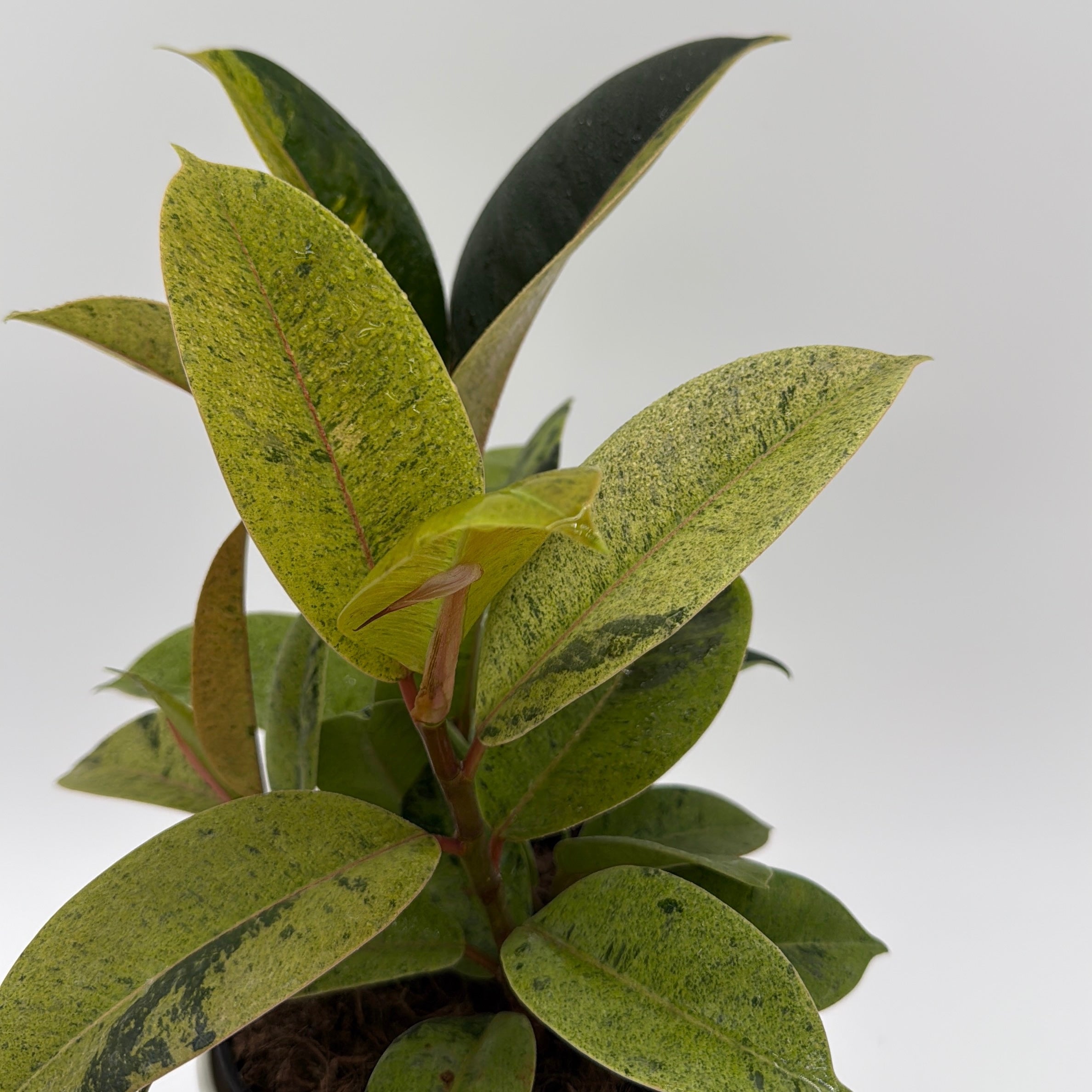 Variegated Zamioculcas 'Chameleon ZZ'
