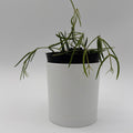 Hoya Linearis