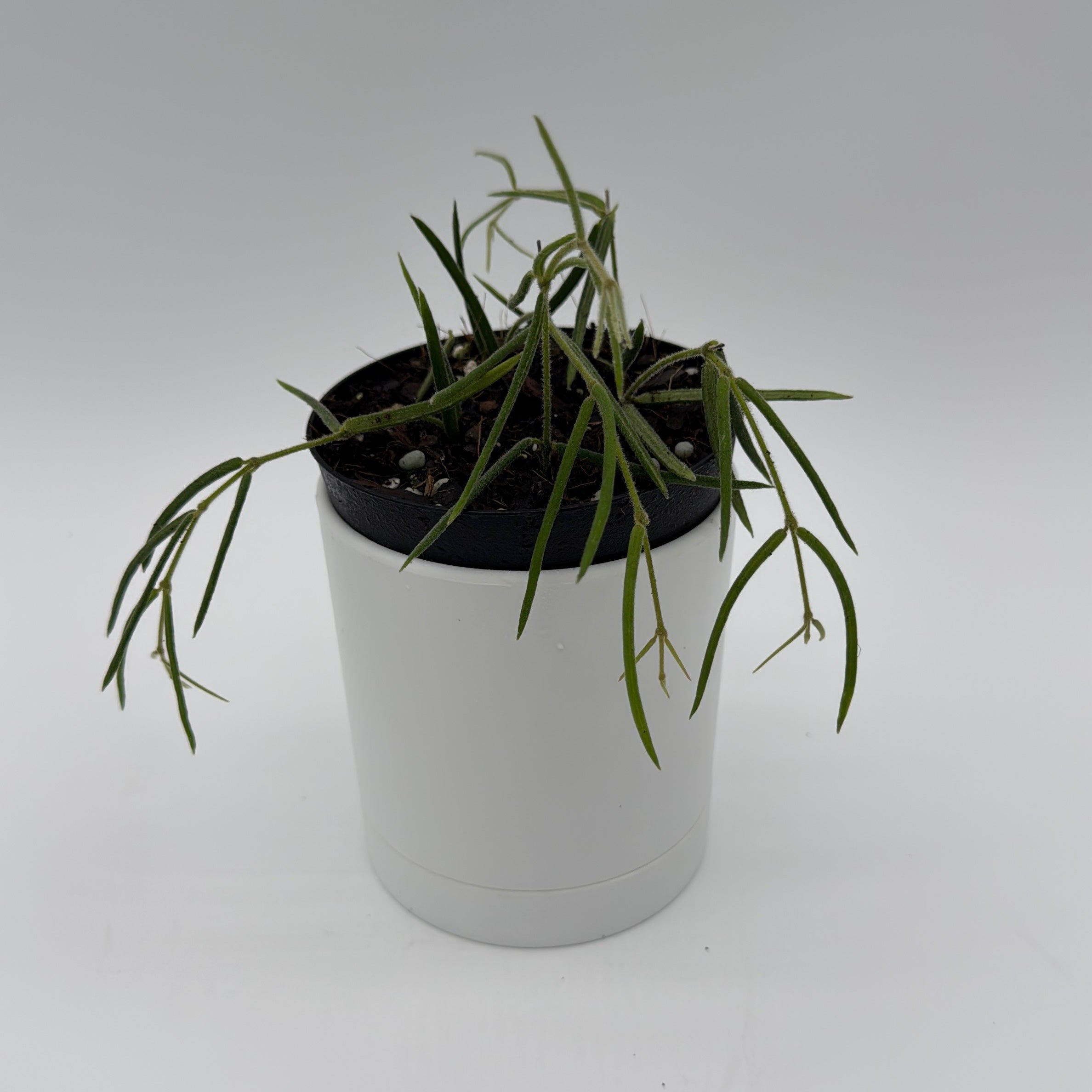 Hoya Linearis