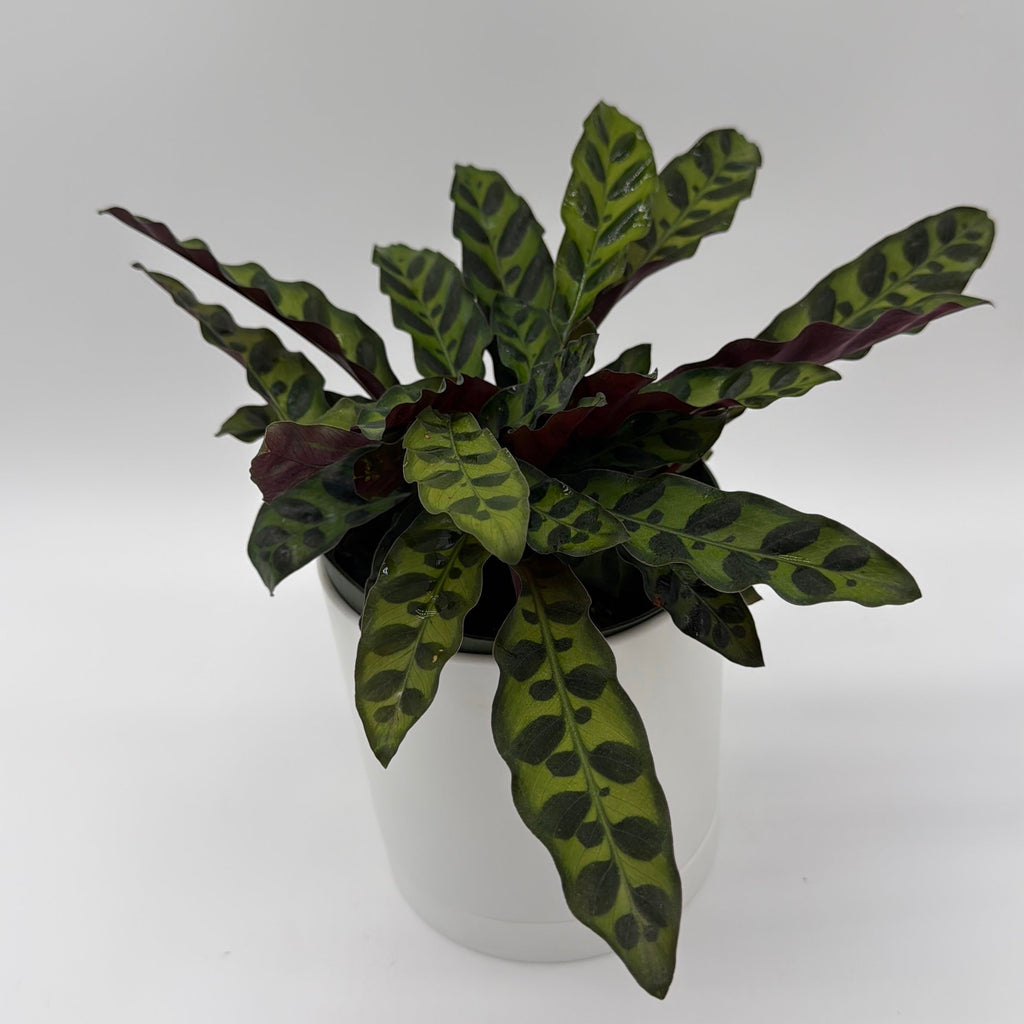 Calathea Lancifolia