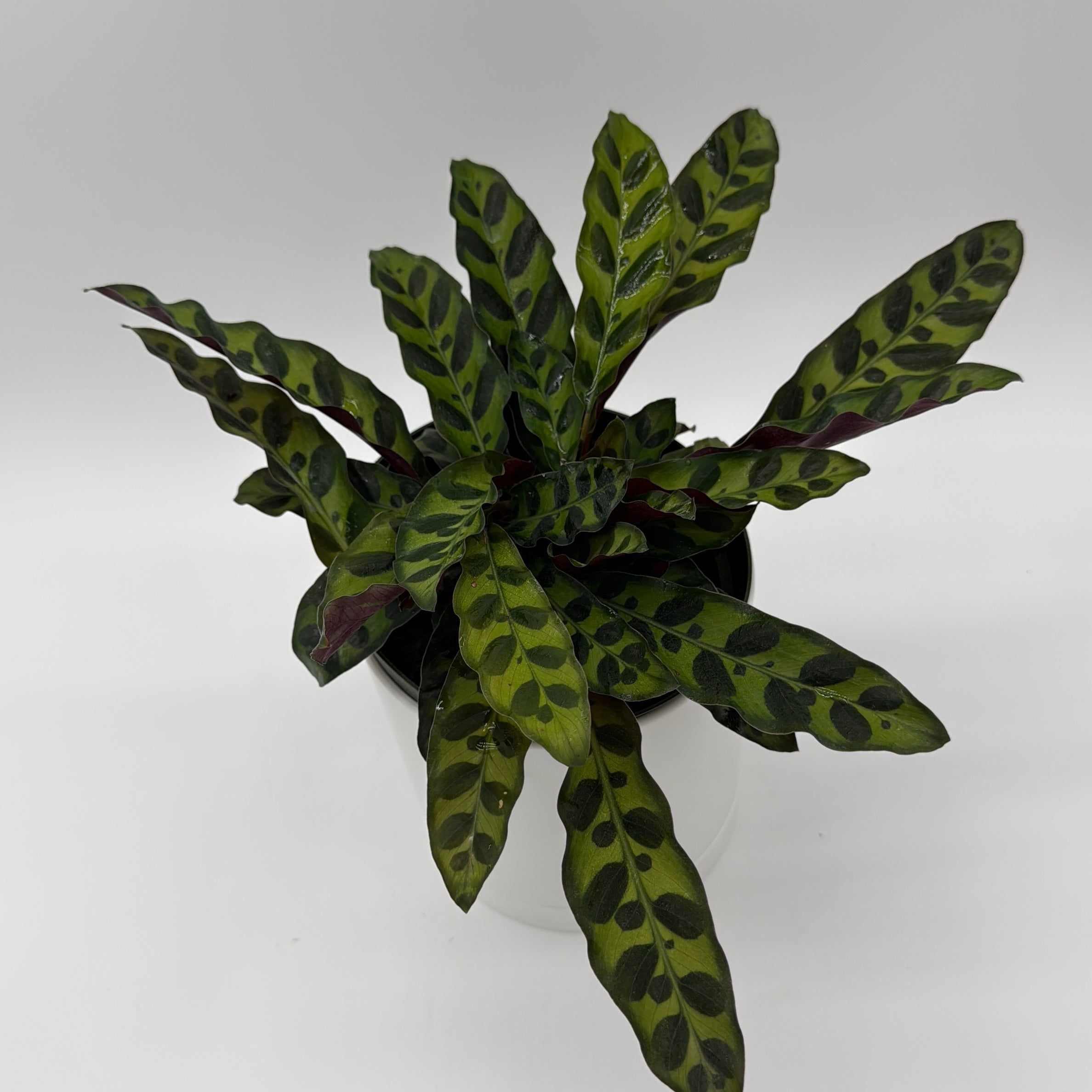 Calathea Lancifolia