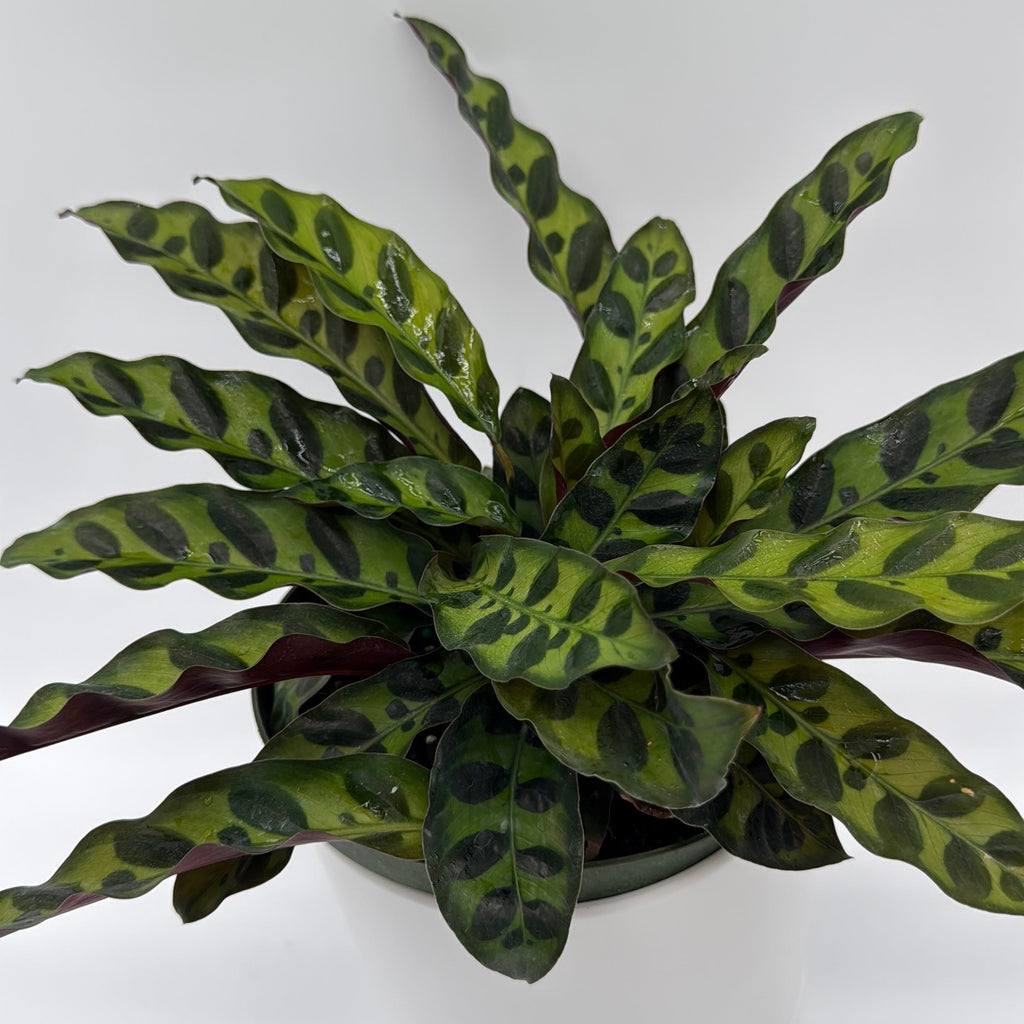 Calathea Lancifolia