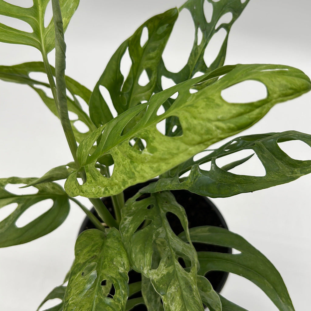 Variegated Monstera Adansonii