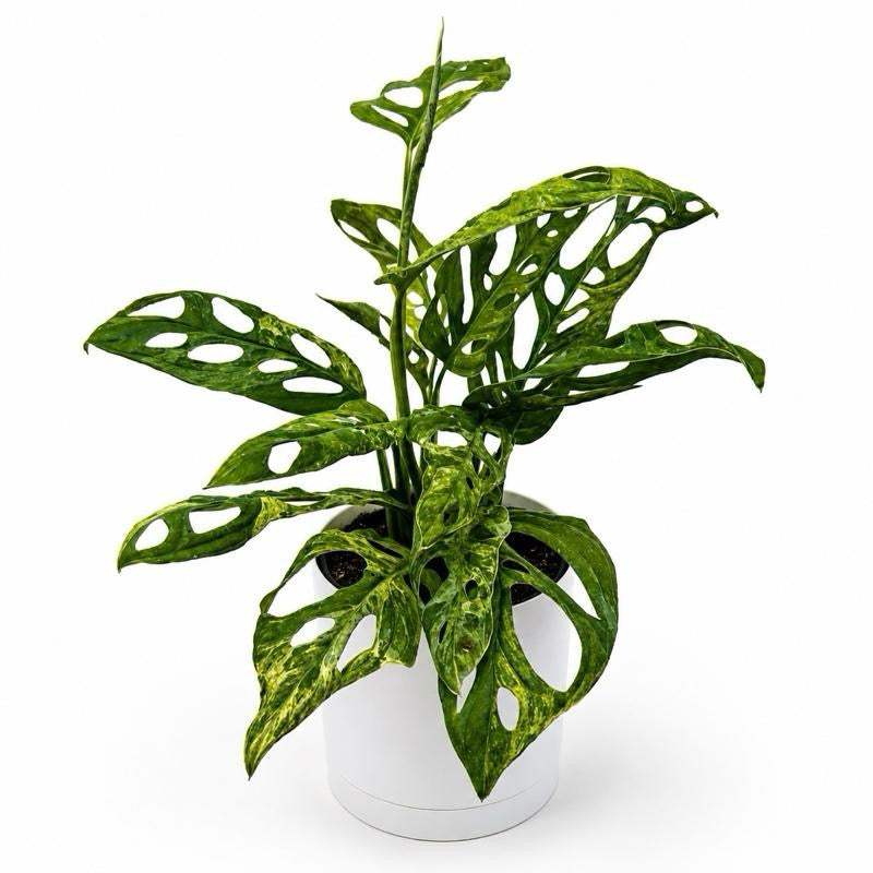 Variegated Monstera Adansonii
