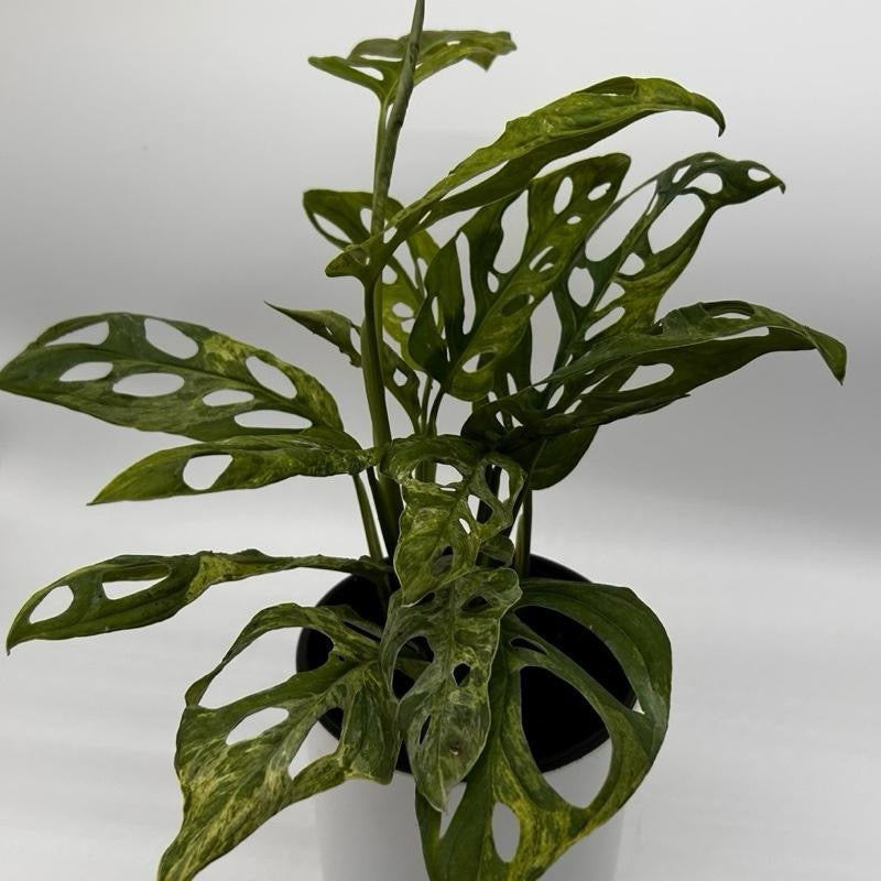 Variegated Monstera Adansonii