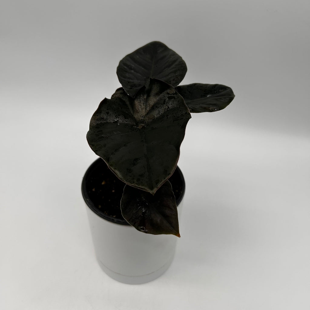 Alocasia Infernalis Kaput