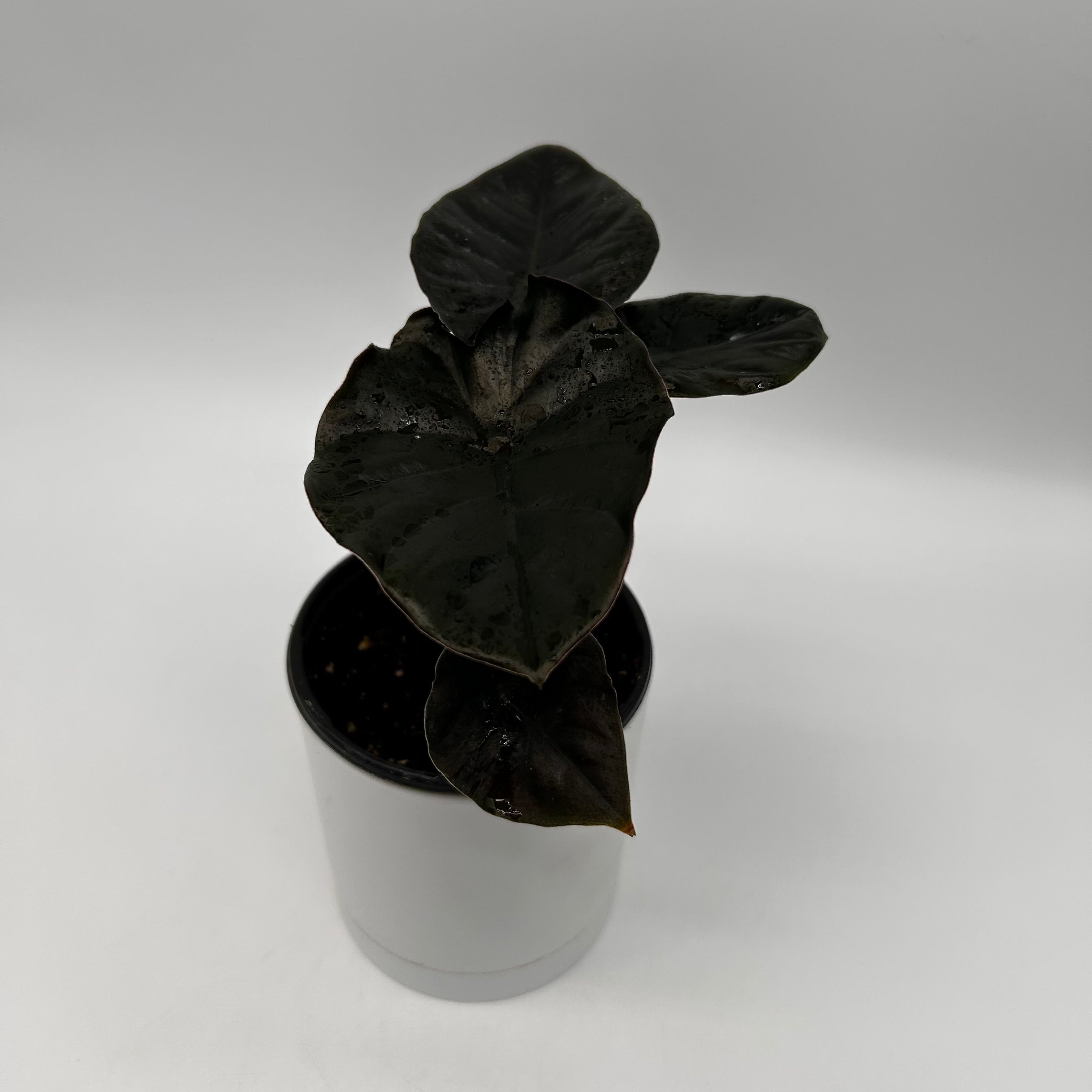 Alocasia Infernalis Kaput