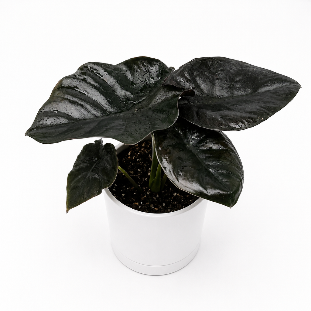 Alocasia Infernalis Kaput