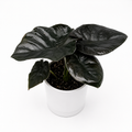 Alocasia Infernalis Kaput