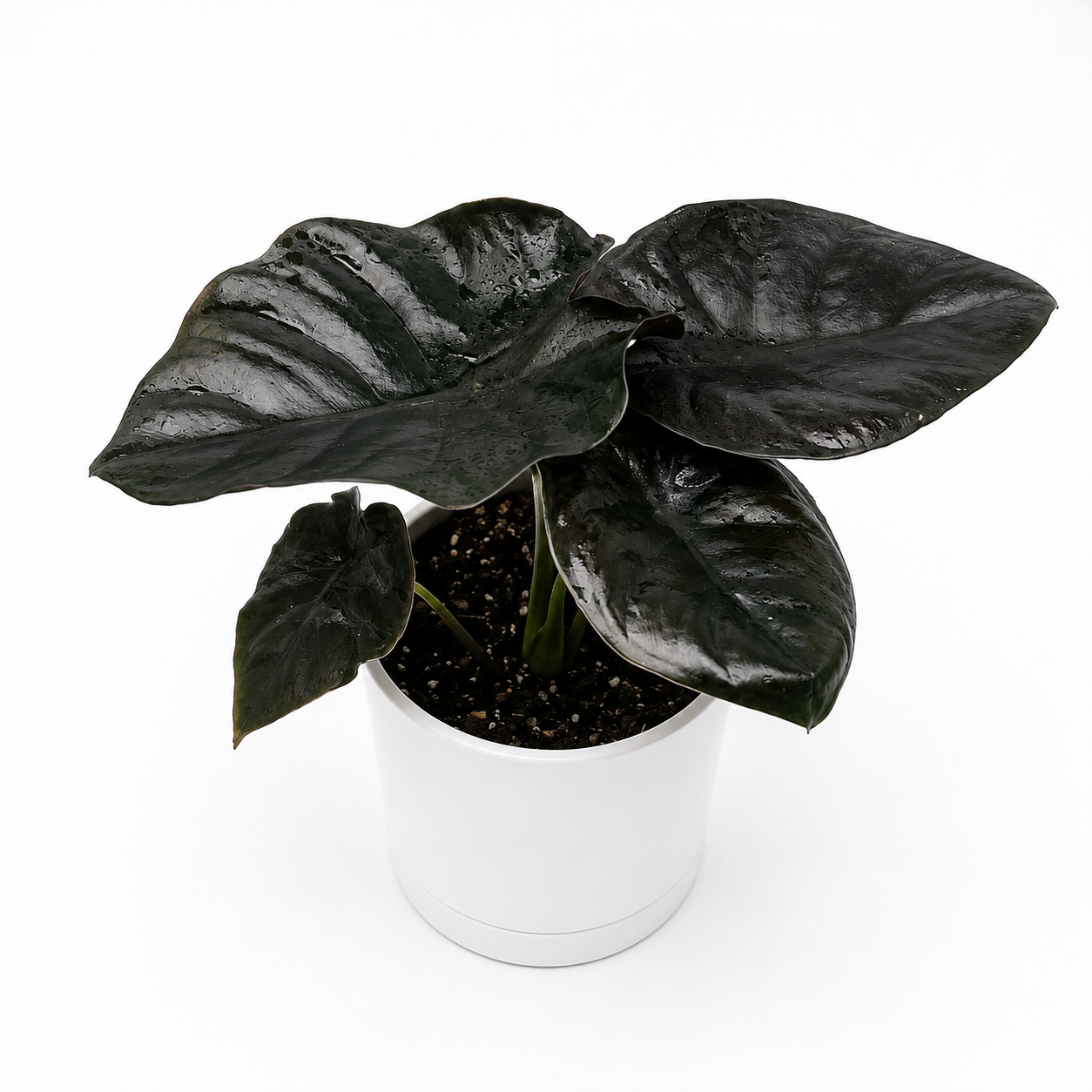 Alocasia Infernalis Kaput