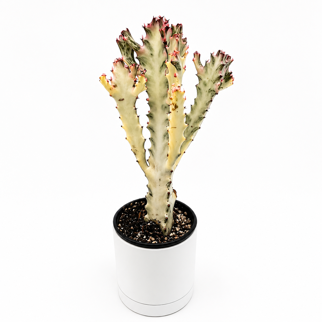 Euphorbia Dragon Bone