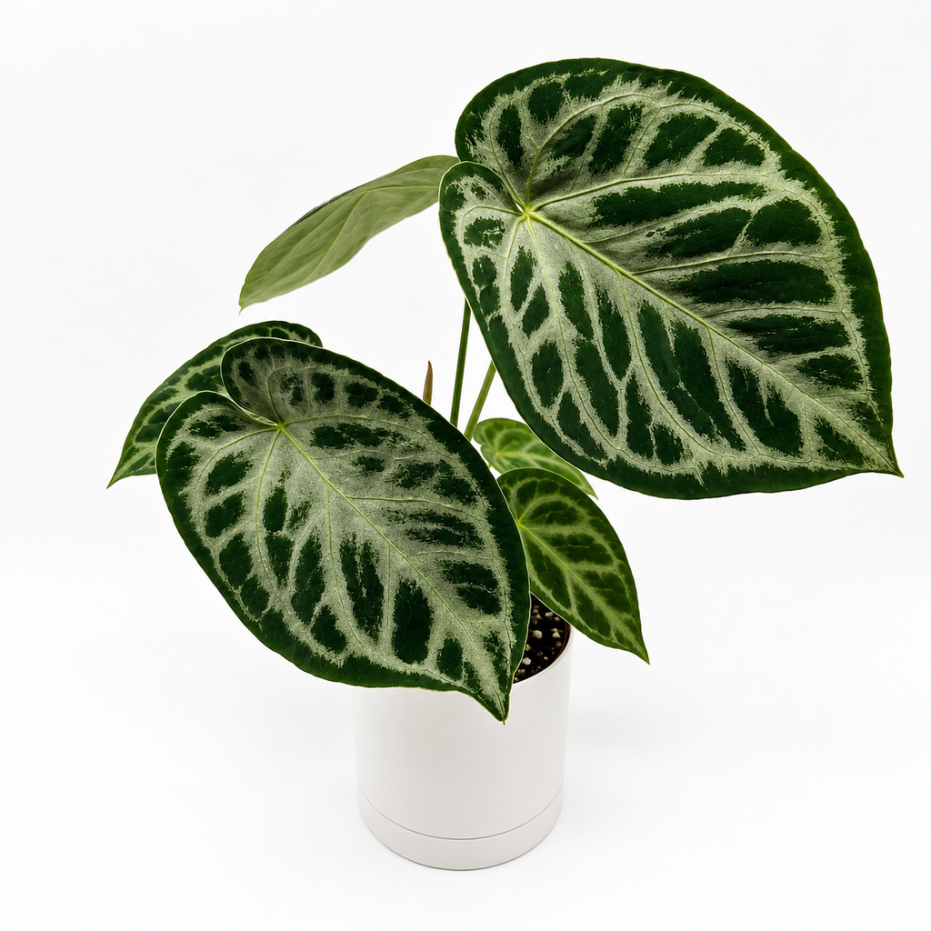 Anthurium Dorayakii 'Silver Blush'