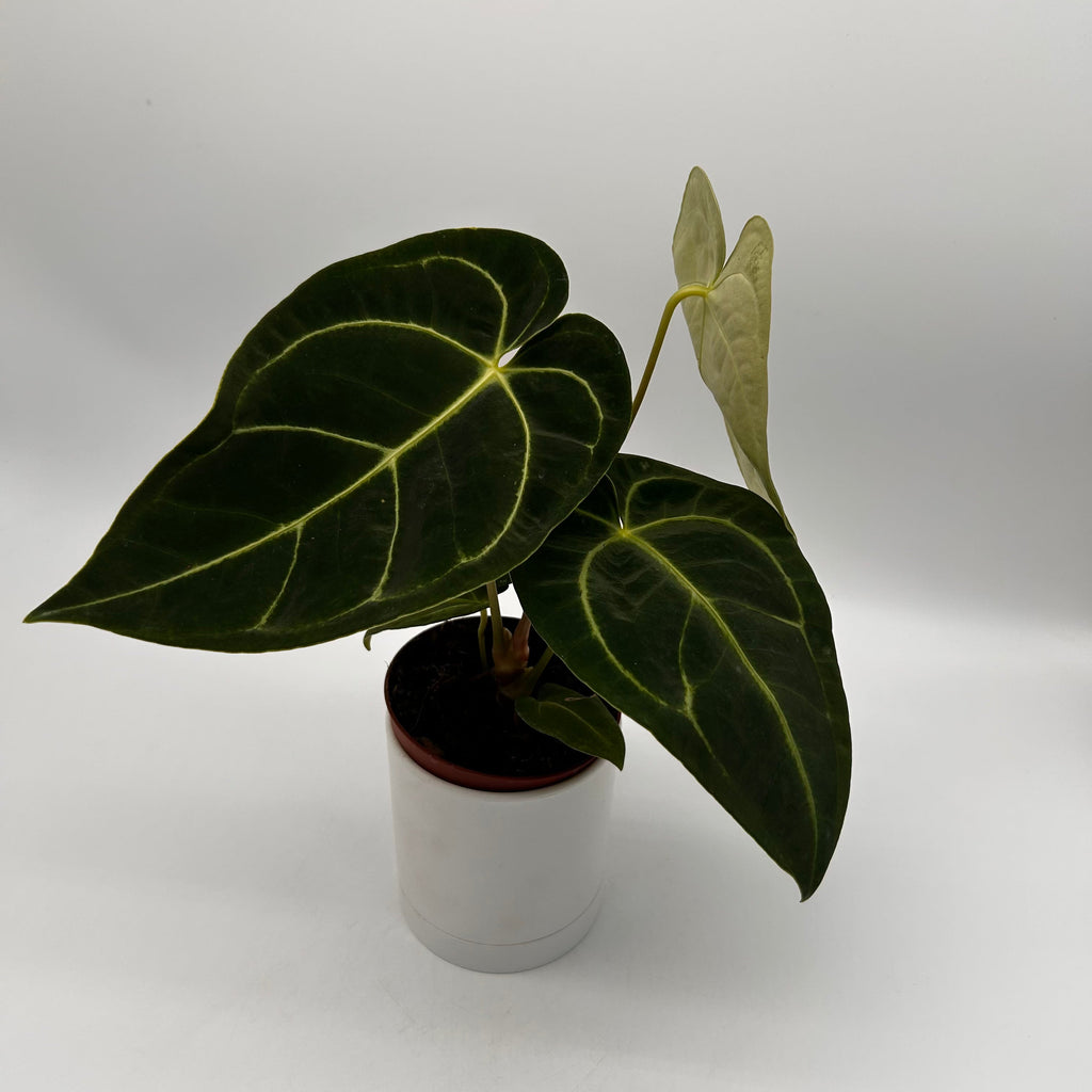 Anthurium Regale