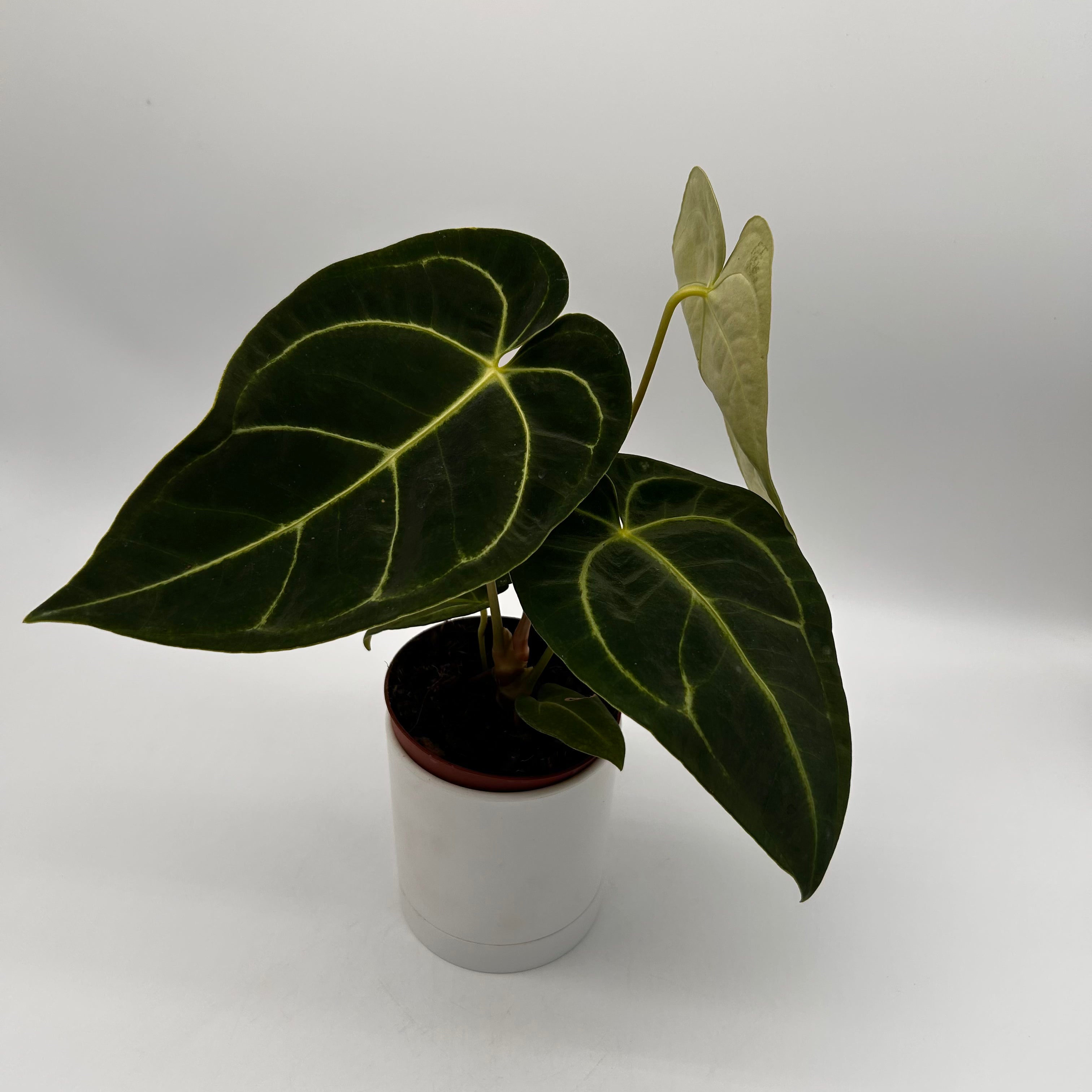 Anthurium Regale