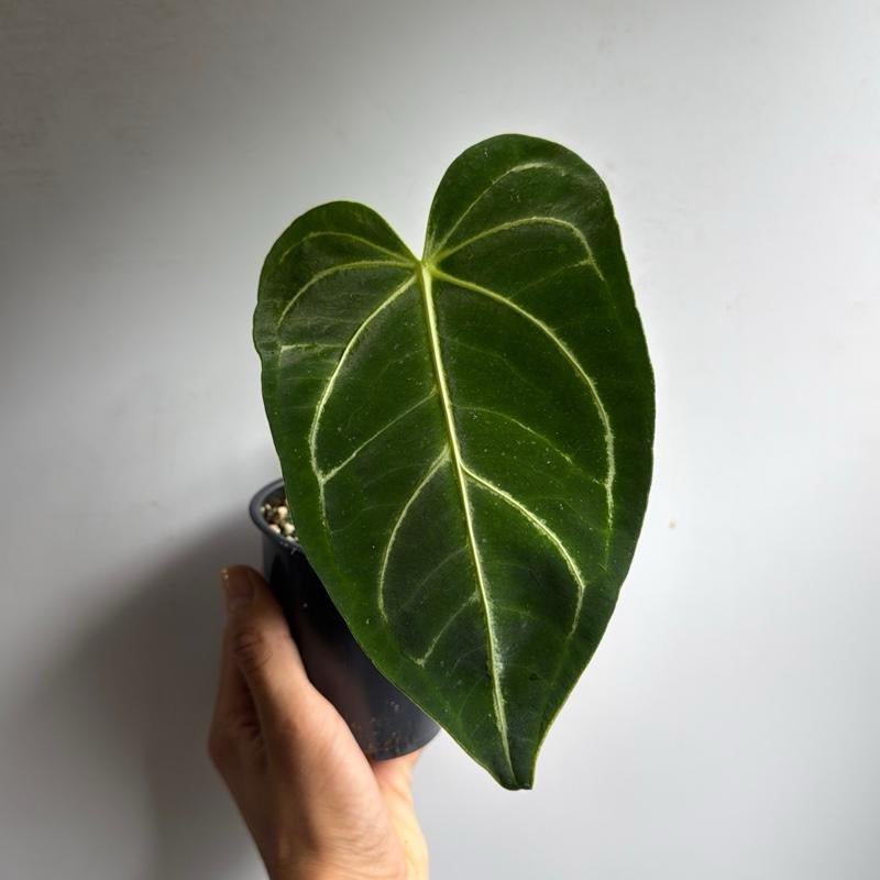 Anthurium Regale