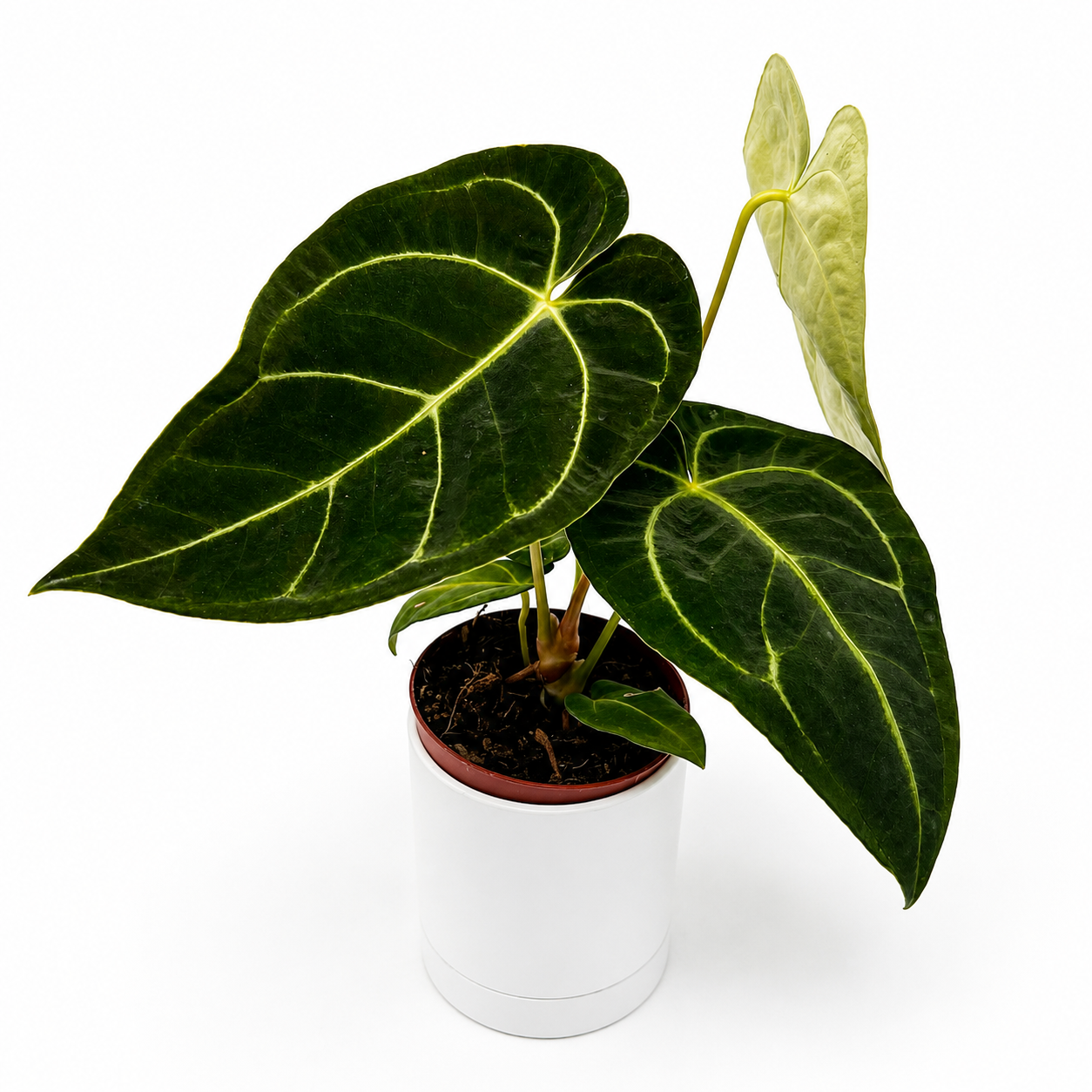 Anthurium Regale