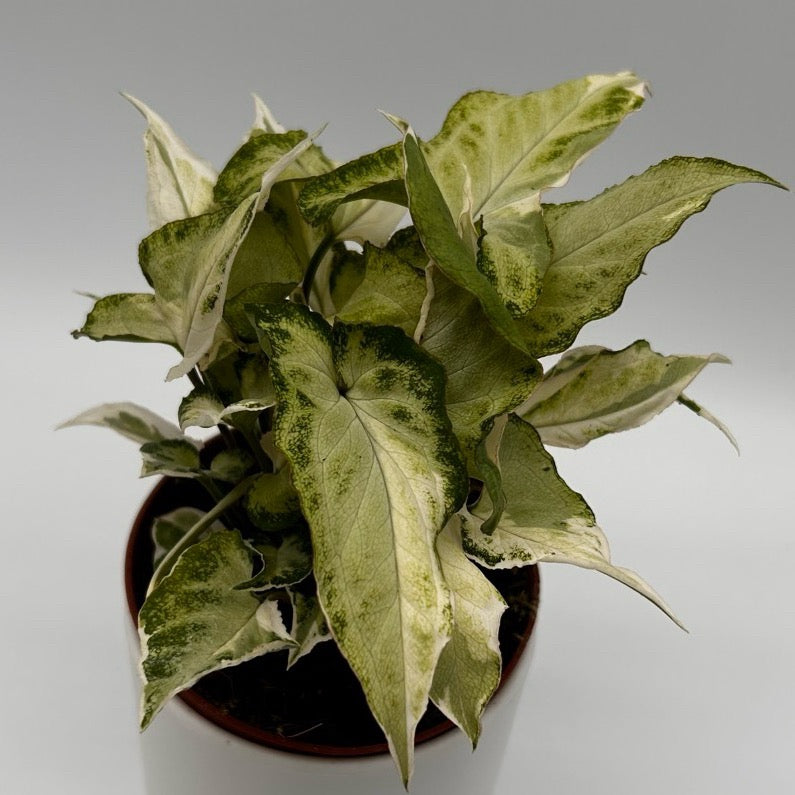 Syngonium Starlite