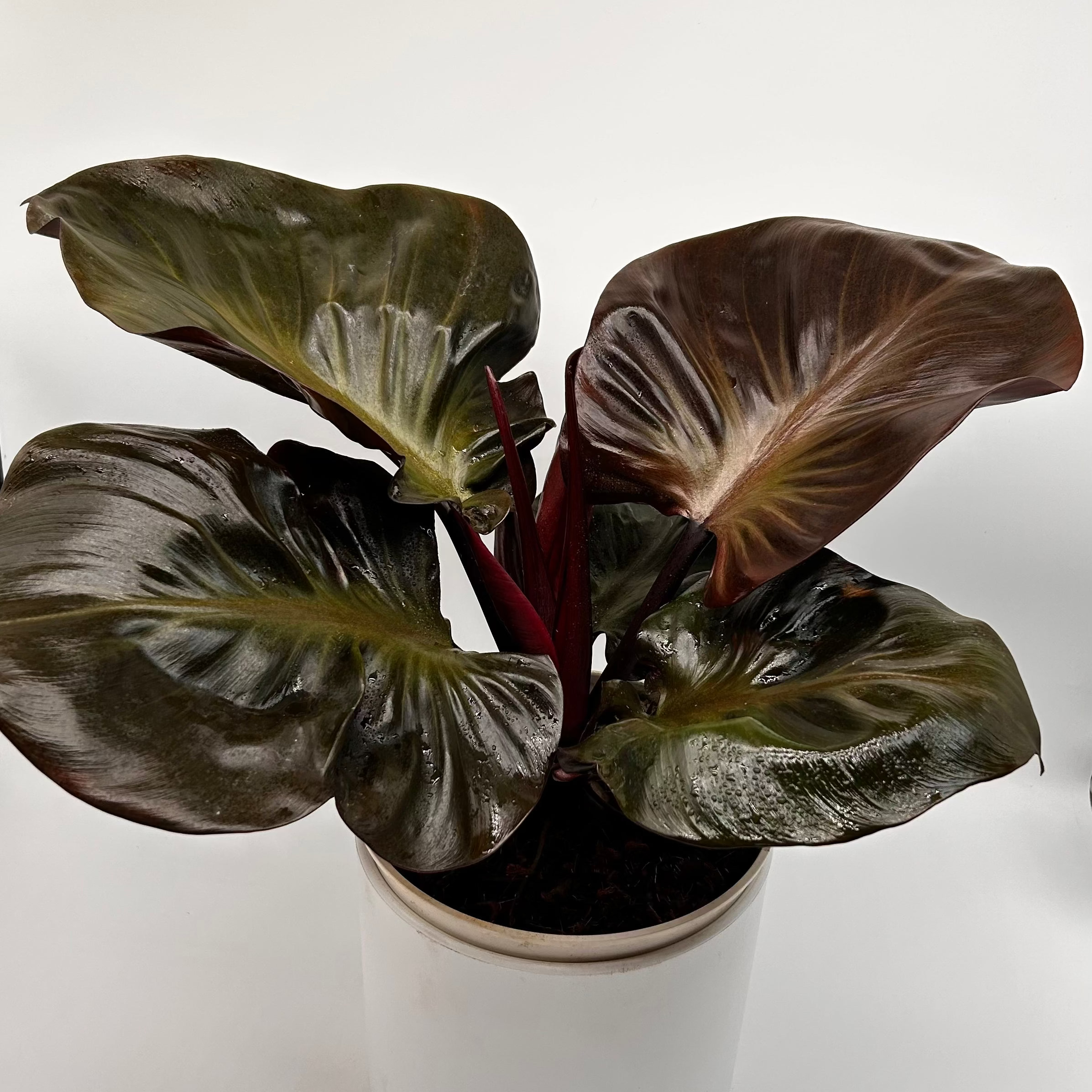 Philodendron Red Heart