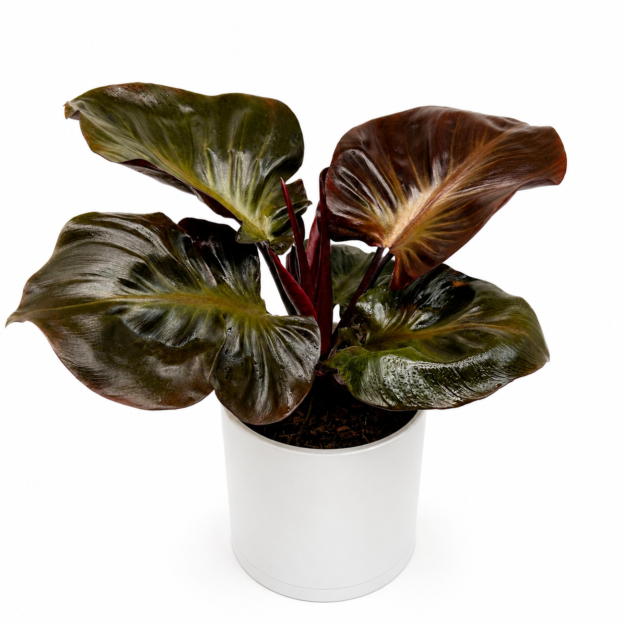 Philodendron Red Heart